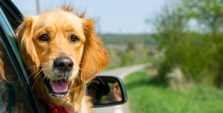 Foto: 123rf.com Cómo llevar mascotas en el carro