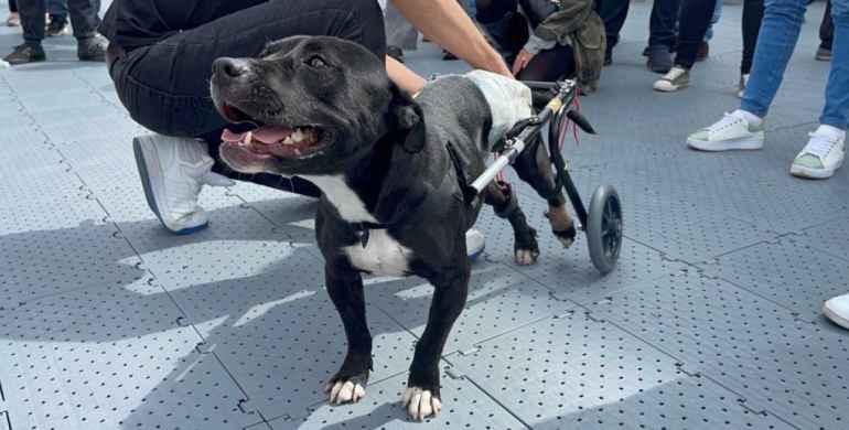 Toyota entrega 48 sillas de ruedas a perros con discapacidad