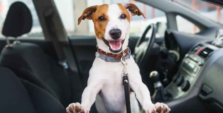 Cómo elegir un carrito para tu perro discapacitado?