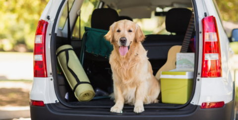 10 consejos para viajar con tu perro en el carro y evitar contratiempos